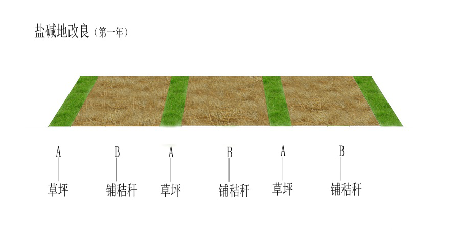 盐碱地土壤改良就应该这样办