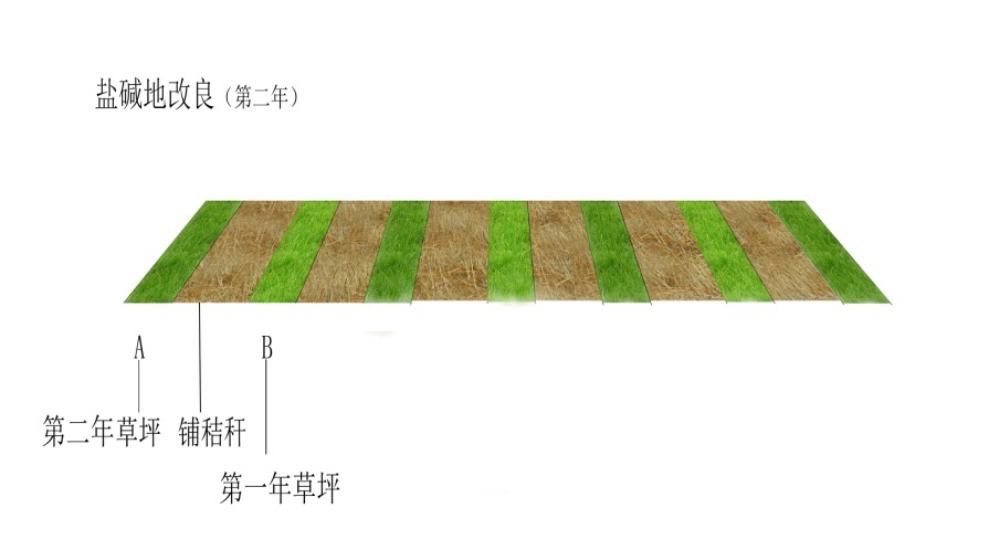 盐碱地土壤改良就应该这样办