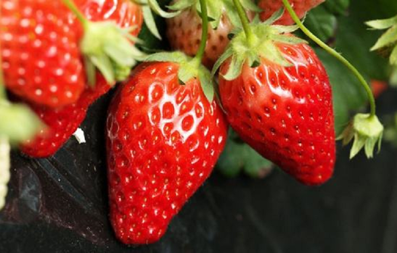 【自然农法】生物有机肥在草莓中应用