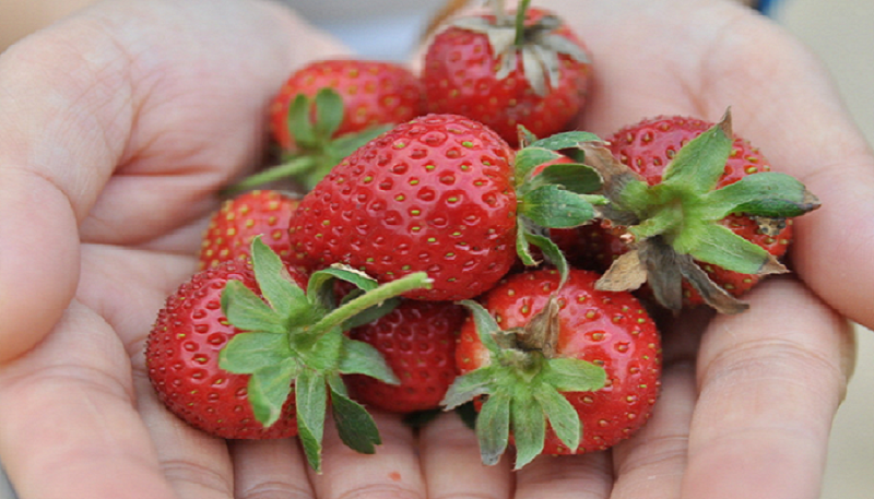 【自然农法】对“草莓白粉病”说再见