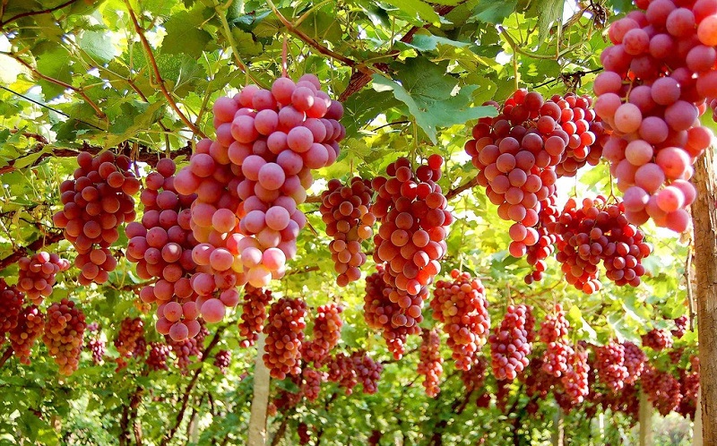 【自然农法】葡萄在这个季节栽更好活