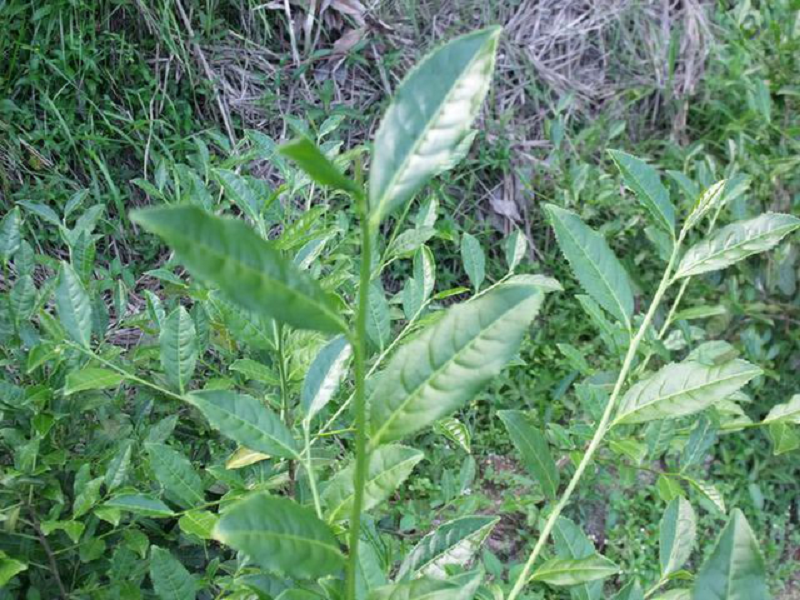 生产高品质茶叶的关键点就在这里