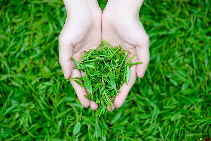 生产高品质茶叶的关键点就在这里