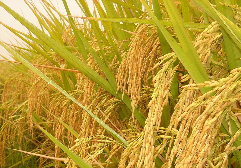 复合菌在水稻上的应用效果