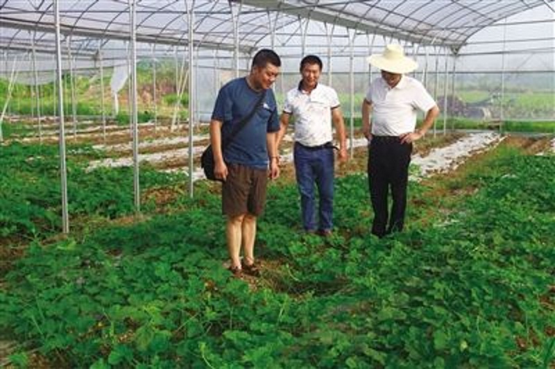 他的白玉香瓜价格翻倍却仍被抢购一空