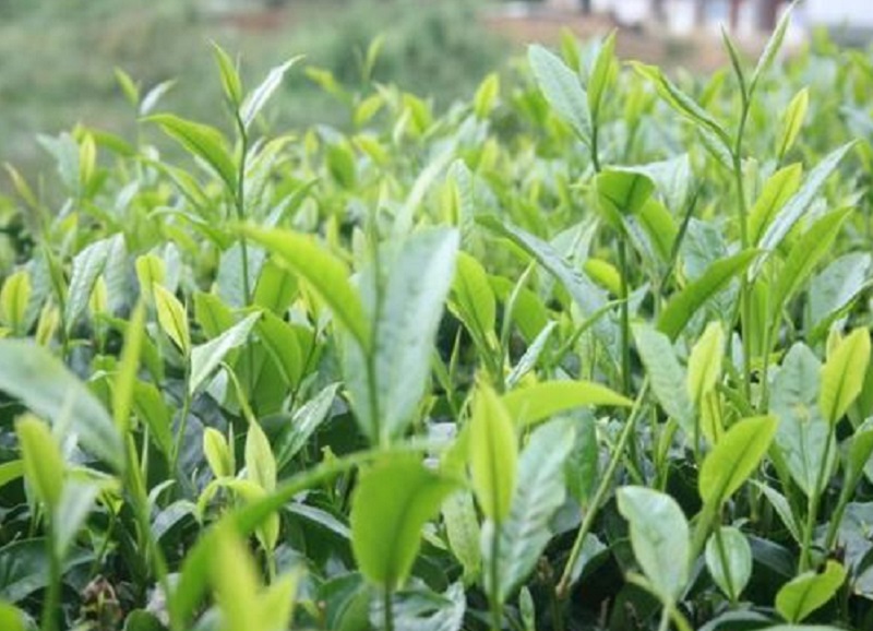 福建可观茶园一波三折只为有机肥