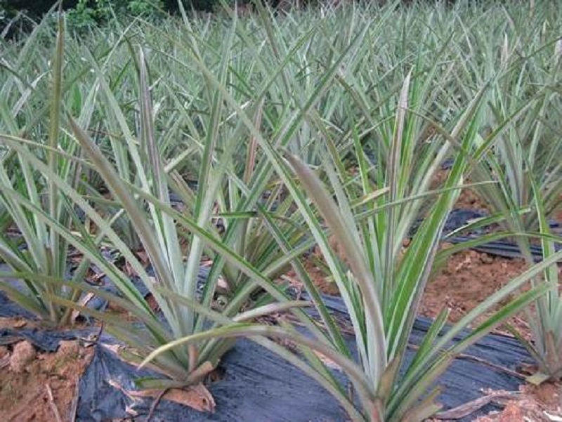 微生物助力惠州凤梨茁壮成长