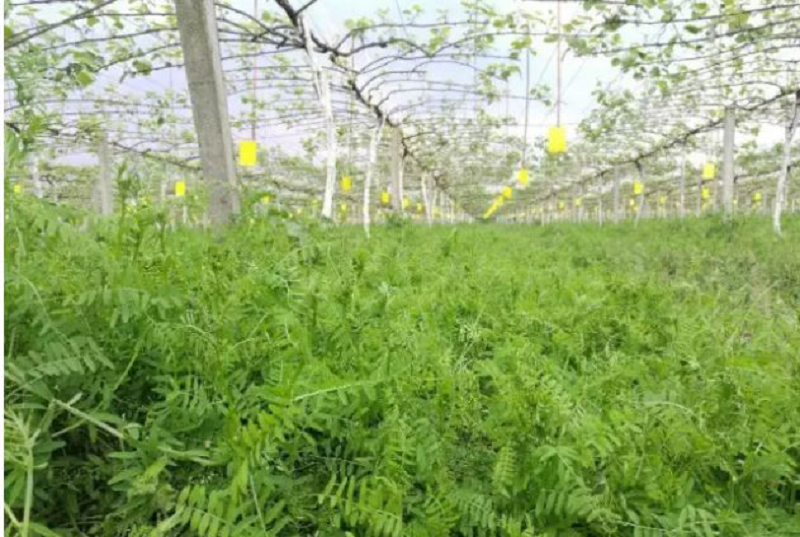 他有比除草剂和人工除草更好的方式