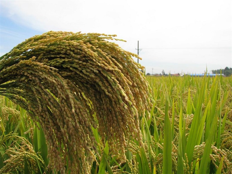 微妙军团攻克种植癌症根结线虫