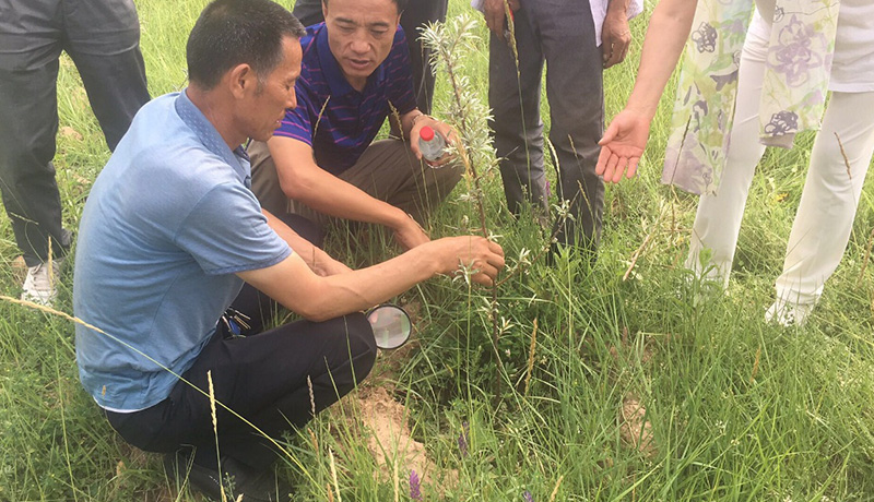 洋沙棘爱上中国微生物的故事
