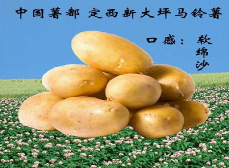 自然农法成就土豆之王